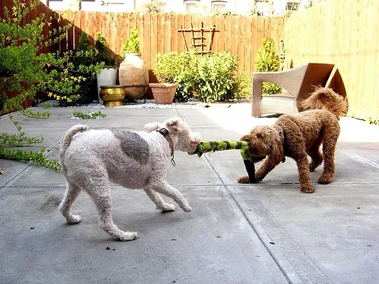 Rented by Owner | media 11