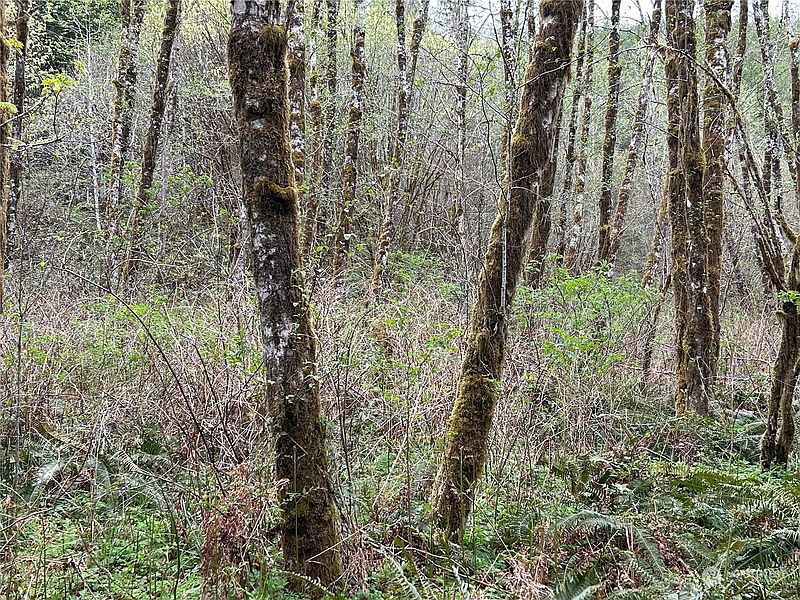 5th image of 0 Lot 3 Abernathy Creek Road