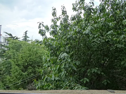 Rented by Nest Seekers International | media 39