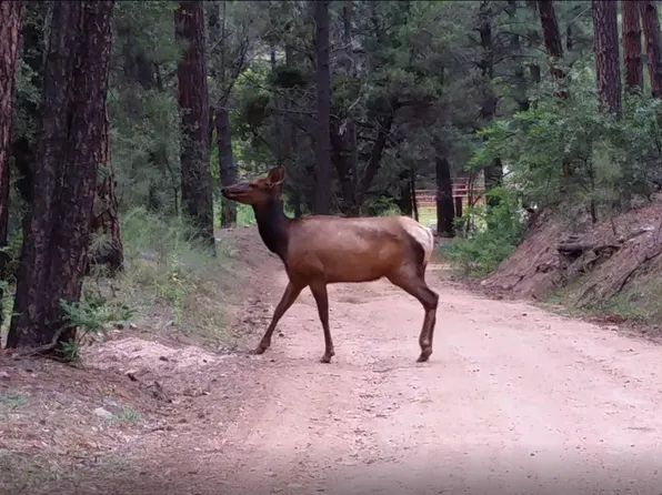 10 N Rose Creek Ranch Road #10, Young, AZ 85554