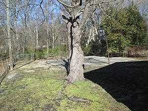BACK YARD /BASKETBALL COURT