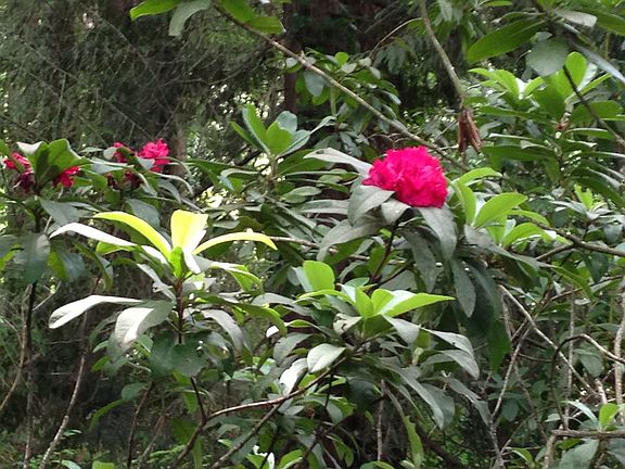 Rhodies!