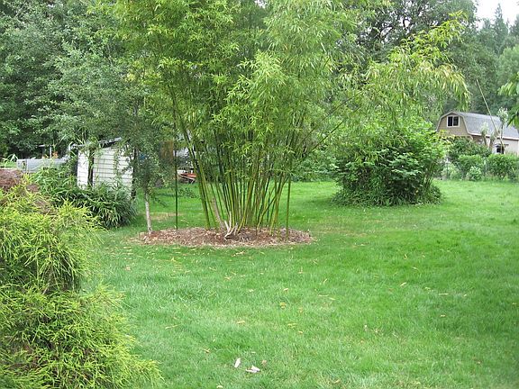 great yard over .5 acre
