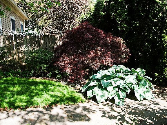 Side yard with plants-spring