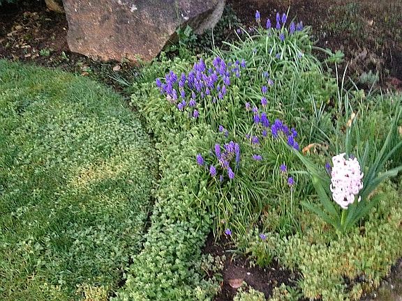 Frontyard, Landscaped