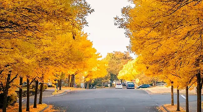 The neighborhood trees in fall