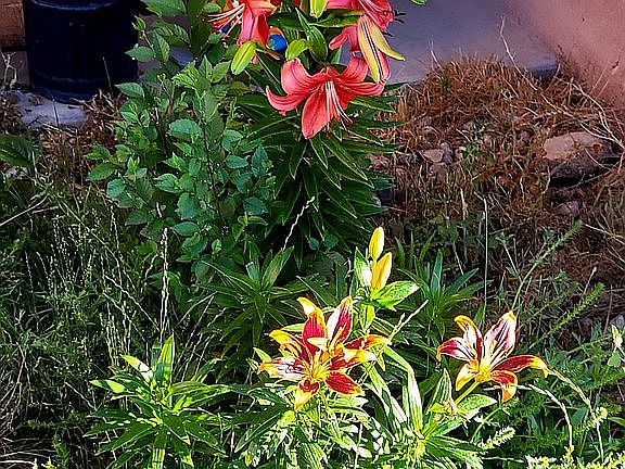 Landscaped-Lilly's & Roses 