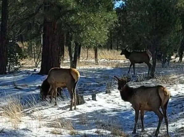 4903 Starlight Dr, Happy Jack, AZ 86024