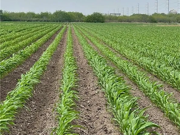 Frontera Rd, Progreso, TX 78579