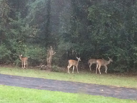 Often sited in yard