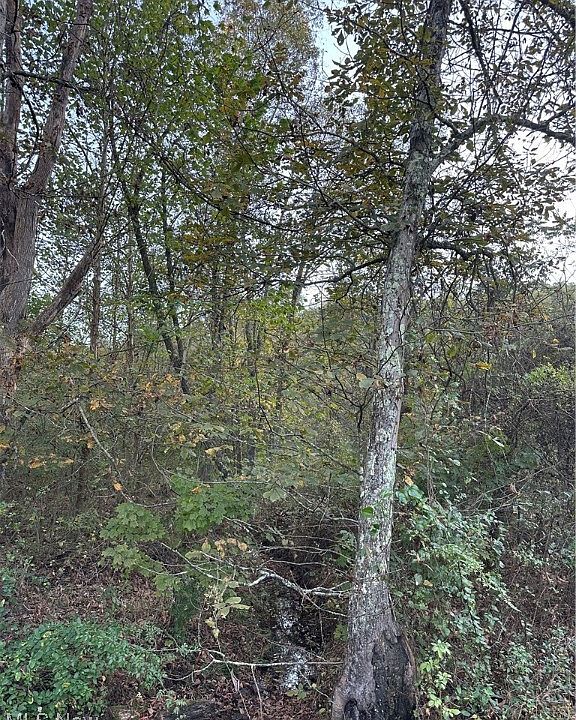 2nd image of 0 Lickskillet Rd