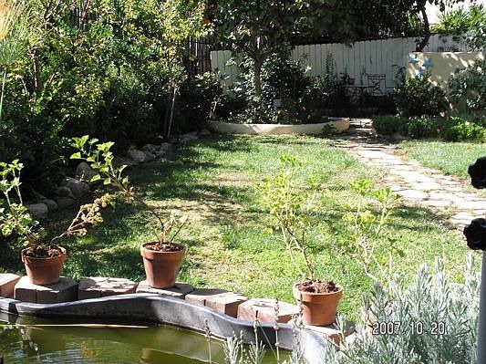 pond in garden