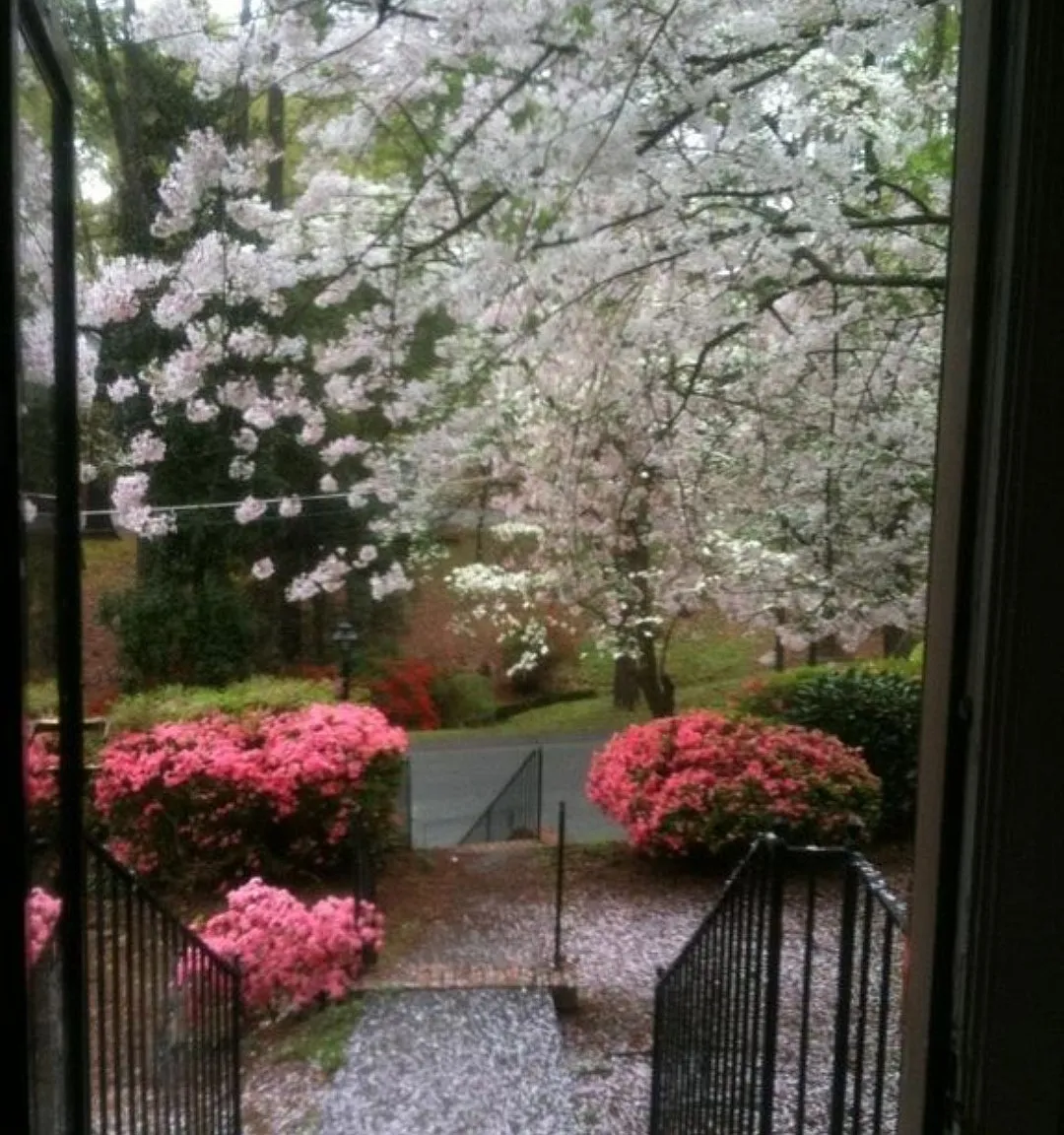 3 bed, 1.5 bath, 1200 sqft, $1,695 — Photo 2