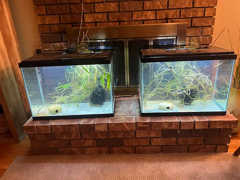 Aquariums in the living room