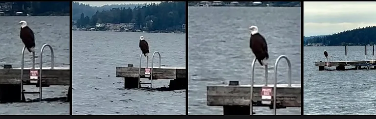 Bald Eagle by the moorage next door. View from our moorage. Their nest is above a tree next door. Pic from July '25.
