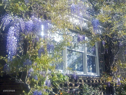 Rented by Corcoran | media 22