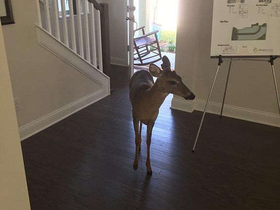 2nd image of 64 Moultrie Creek Cir