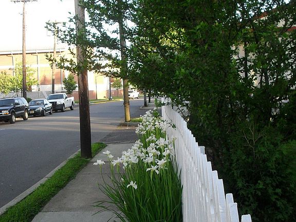 Front Yard-fence / flowers