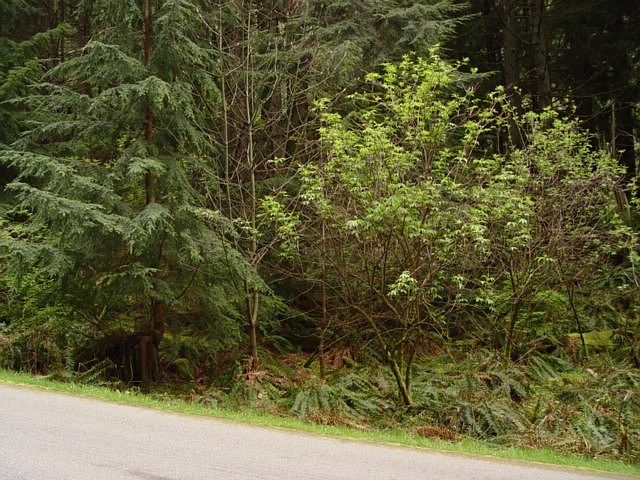 2nd image of 17 Wisteria Ln