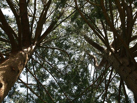 View of the cedar trees