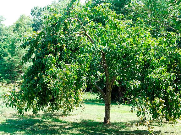 Peach tree