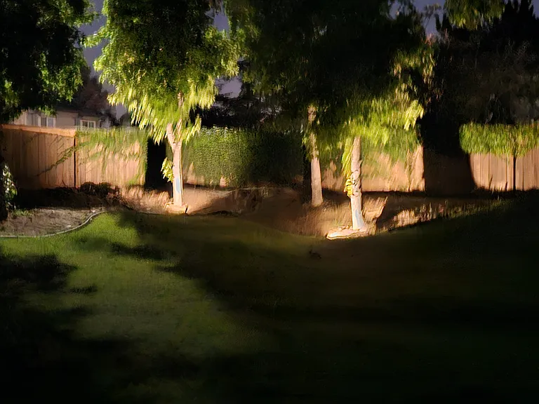 trees lit