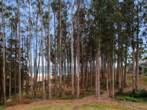 Private forest between condo and beach