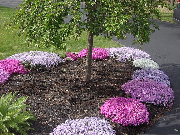 Weeping Cherry in the Spring