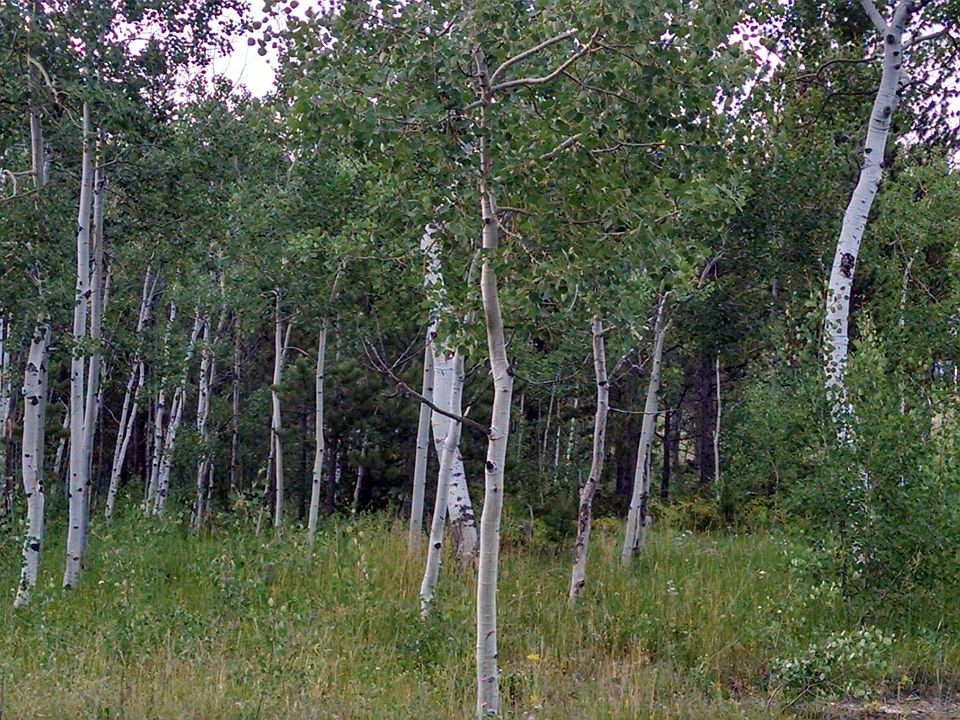 Aspen Grove Behind House