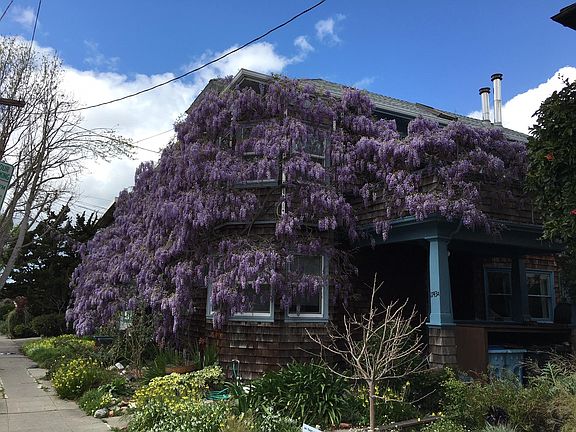 Wisteria in bloom, April