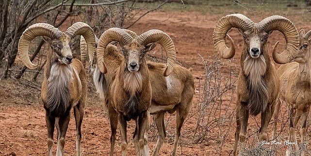 1st image of Buffalo4 Ranch County Rd #290