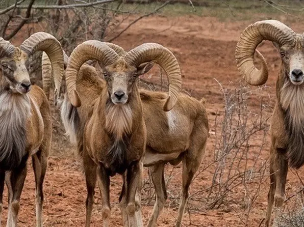 Buffalo4 Ranch County Rd #290, Blackwell, TX 79506