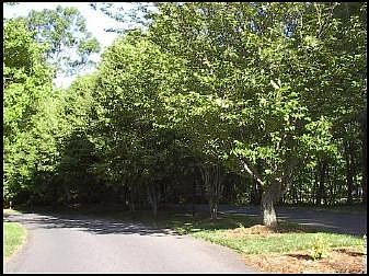 Tree Lined Neighborhood Entrance