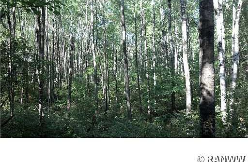 2nd image of 0 Little Bass Lake. (Tract 8218) Road