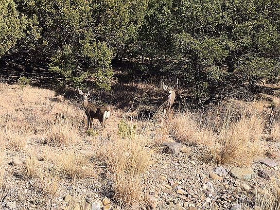 Visitors on the land