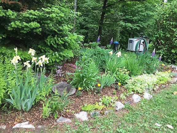 Small perennial harden