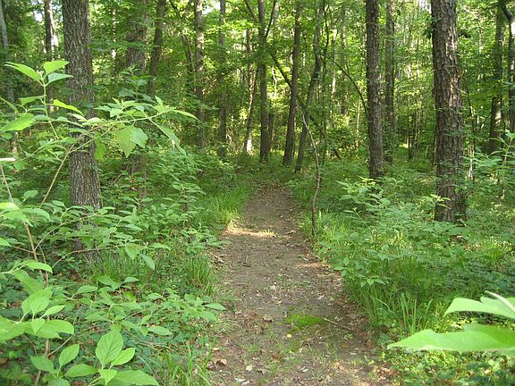 3 acre wooded lot with much privacy, relaxing benches, firepits.