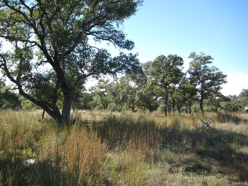 Beautiful Oak Trees Everywhere!