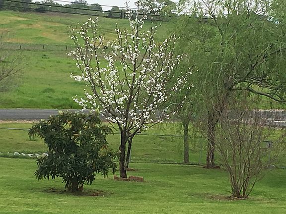 Many Tress, underground drip