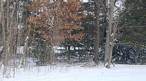 3rd image of 330 Pine Meadow Ct