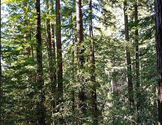 5th image of 20233 Skyline Blvd