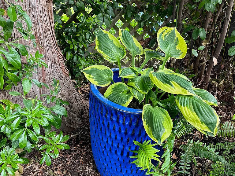 Lush year round garden