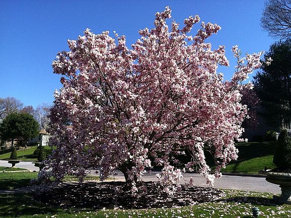 Magnolia in Spring