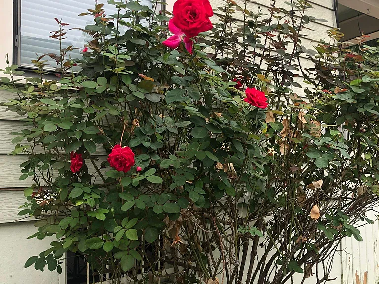 SW Idaho St — Photo 18