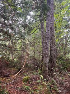 0 E Deer Drive, Shelton, WA, 98584