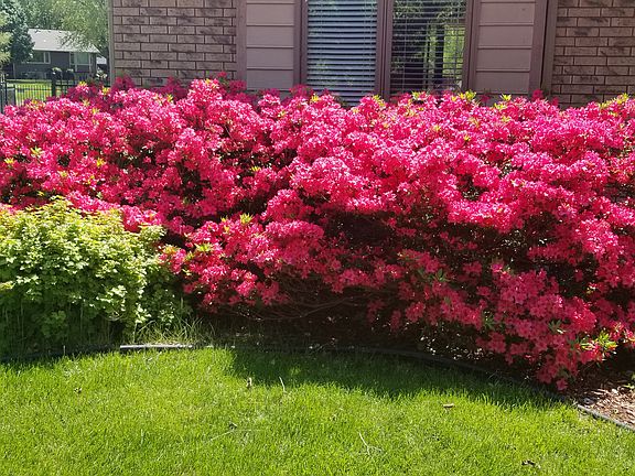 May-blooming Azaleas