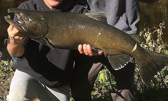 Salmon from the brook!