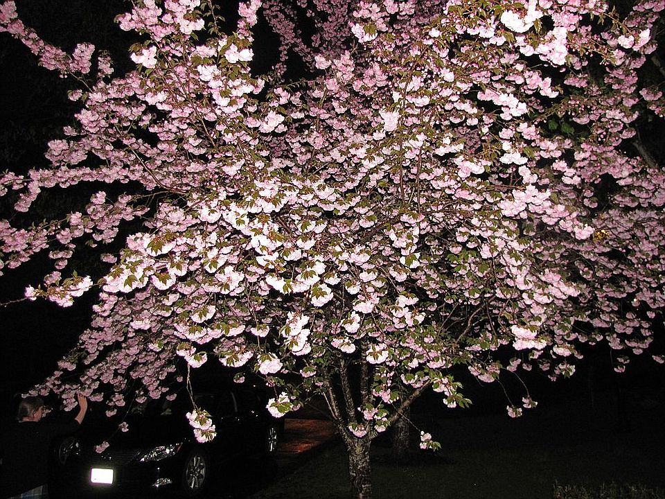 2nd image of 12617 Quoting Poet Ct