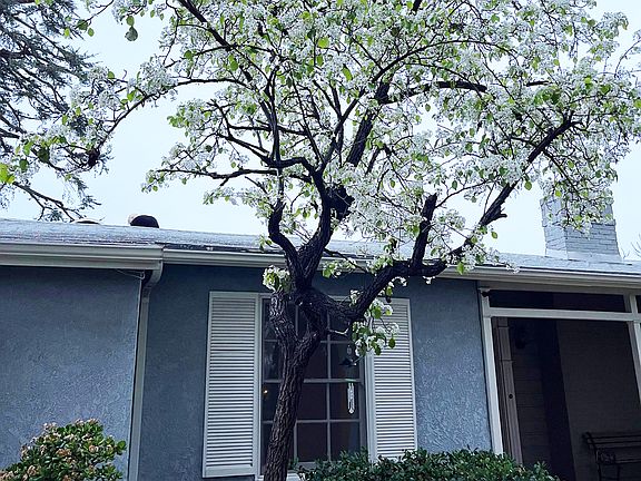 The pear tree is in full bloom