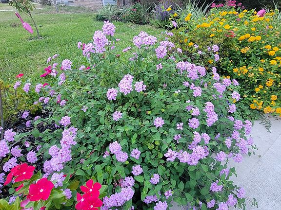 flowers bloom wonderfully in summer